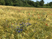 Kaltes Feld